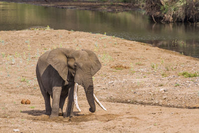 Elephant standing in lake