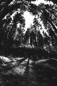 Trees in forest against sky