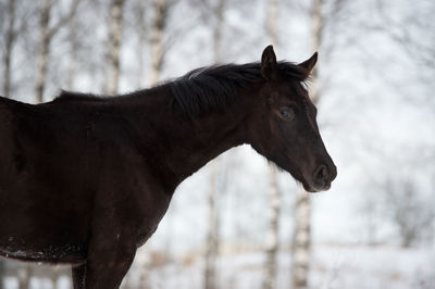 Horse standing outdoors