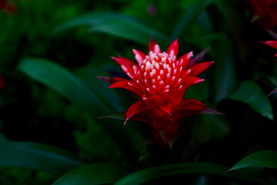 Close-up of red flower