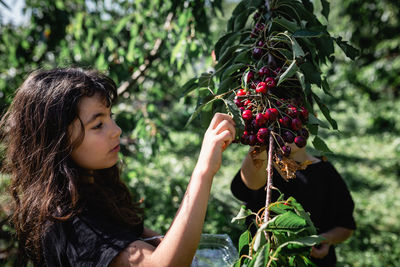 Busy children picking up cherries from the tree in the farm