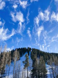 Low angle view of trees against blue sky