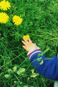 Full length of woman holding flowers in field