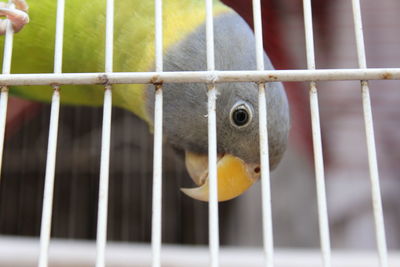 Close-up of parrot in cage