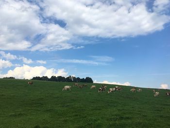 Cows grazing on field against sky