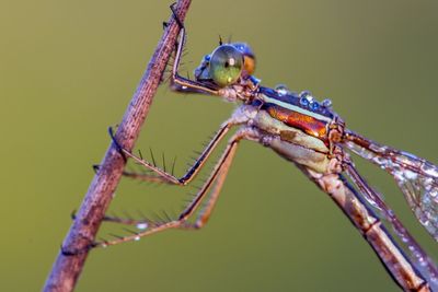 Macro shot of dragonfly