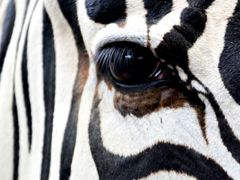 Close-up of a horse