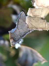 Close-up of dried leaf on frozen plant