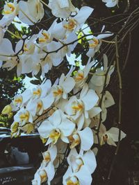 Close-up of white flowers blooming on tree