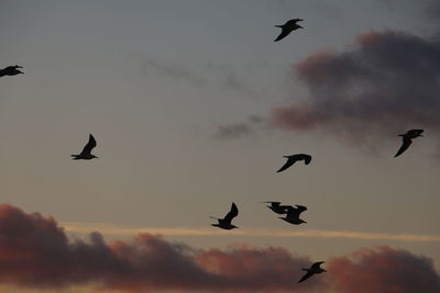 Low angle view of bird flying in sky