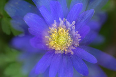 Close-up of purple flower