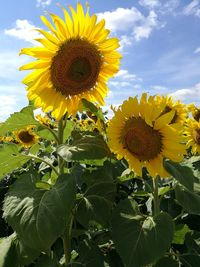 Close-up of sunflower against sky