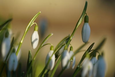 Close-up of snowdrops against brown background 