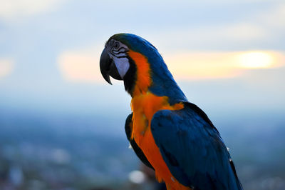 Close-up of a parrot
