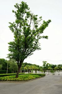 Tree by road against clear sky