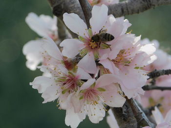 Close-up of cherry blossoms