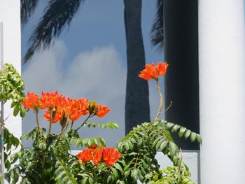 Close-up of flowers blooming outdoors