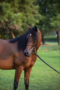 Close-up of a horse on field