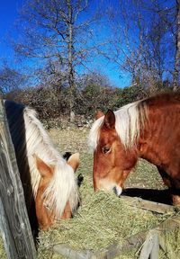 Two horses in ranch against sky