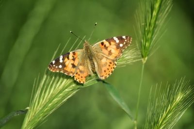 Butterfly on leaf