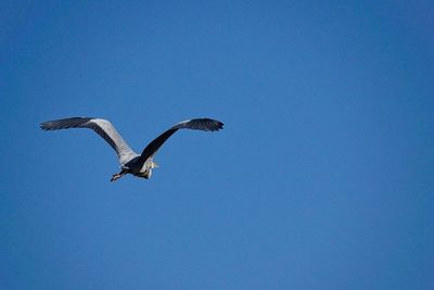 Low angle view of bird flying