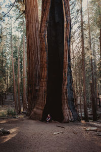 Man tree trunk in forest
