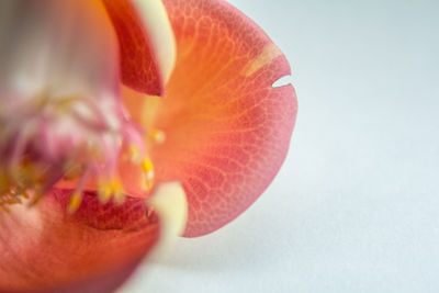 Close-up of pink flower against white background