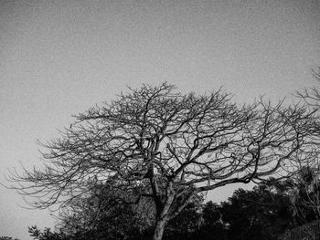 Bare trees against sky