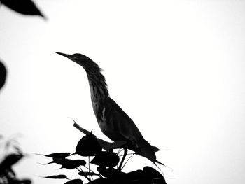 Close-up of bird perching on leaf