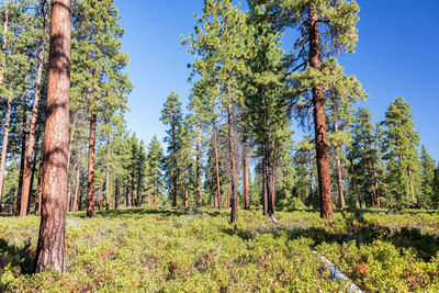 Trees in forest