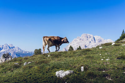 View of an animal on rock