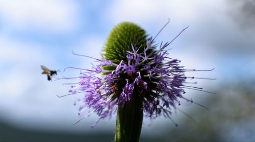 Close-up of insect on purple flowering plant