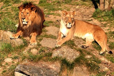 Close-up of lioness