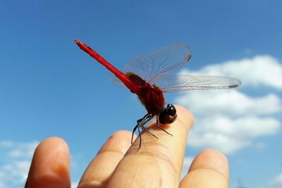 Close-up of hand holding insect against blue sky