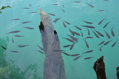 High angle view of fishes swimming in lake