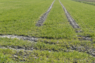 High angle view of green field