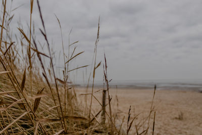 Close-up of grass on beach against sky