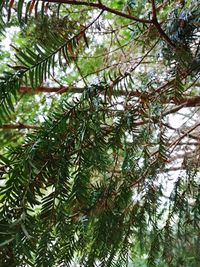 Low angle view of pine tree