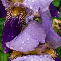 Close-up of raindrops on purple flowering plant