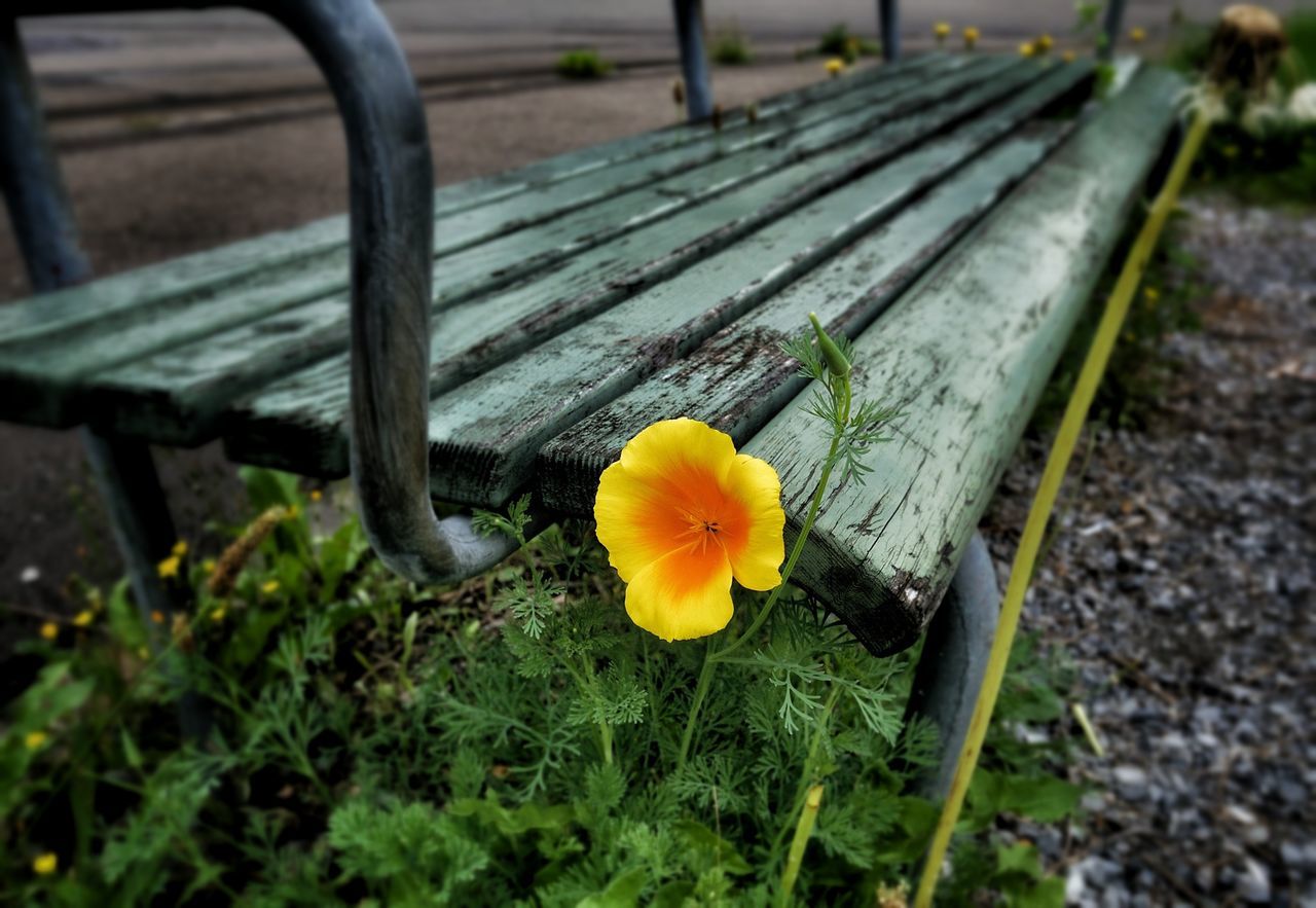 flower, yellow, fragility, petal, close-up, focus on foreground, flower head, growth, nature, high angle view, plant, wood - material, park - man made space, day, outdoors, no people, selective focus, field, beauty in nature, single flower