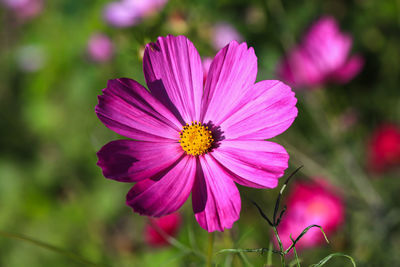 Close-up of pink flower blooming outdoors