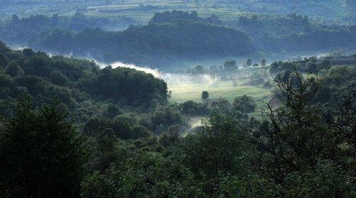 Trees in forest against sky