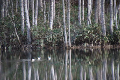 View of birds in lake