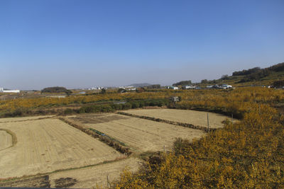 Scenic view of field against clear sky