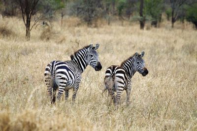 Zebra zebras on grass