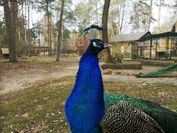 View of a bird in the forest