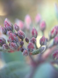 Close-up of flowers against blurred background