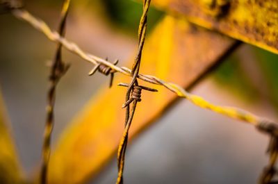 Close-up of leaf