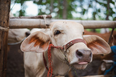 Close-up of cow in ranch
