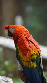 Close-up of parrot perching on branch